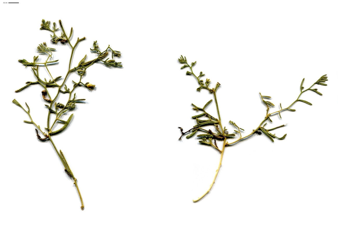 Thesium humifusum subsp. divaricatum (Santalaceae)